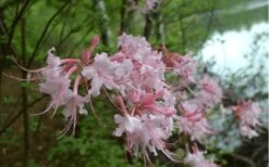 Pink Alabama Native Azalea - Rhododendron - 3 Gallon Pot 9 Pink Alabama Native Azalea - Rhododendron - 3 Gallon Pot -Garden Plants Native Azalea Pink Alabamense 3