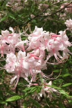 Pink Alabama Native Azalea - Rhododendron - 3 Gallon Pot 10 Pink Alabama Native Azalea - Rhododendron - 3 Gallon Pot -Garden Plants Native Azalea Pink Alabamense 5