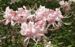 Pink Alabama Native Azalea - Rhododendron - 3 Gallon Pot 11 Pink Alabama Native Azalea - Rhododendron - 3 Gallon Pot -Garden Plants Native Azalea Pink Alabamense 7