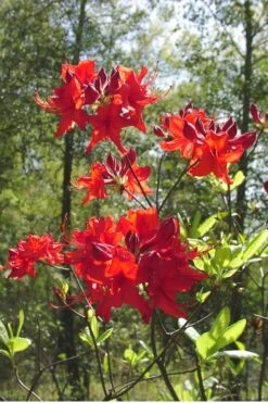 Radiant Red Aromi Azalea (Rhododendron Hybrid) - 1 Gallon Pot -Garden Plants Native Azalea Radiant Red 6