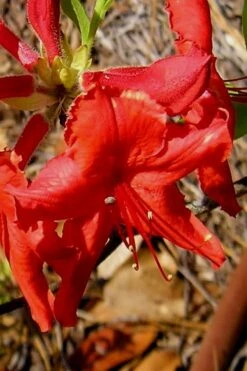 Radiant Red Aromi Azalea (Rhododendron Hybrid) - 1 Gallon Pot -Garden Plants Native Azalea Radiant Red 7