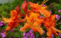 Red Pepper Aromi Azalea (Rhododendron Hybrid) - 1 Gallon Pot -Garden Plants Native Azalea Red Pepper 2