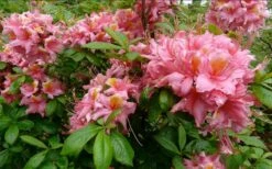 Samford Sorbet Native Azalea (Rhododendron) - 3 Gallon Pot 8 Samford Sorbet Native Azalea (Rhododendron) - 3 Gallon Pot -Garden Plants Native Azalea Samford Sorbet 1