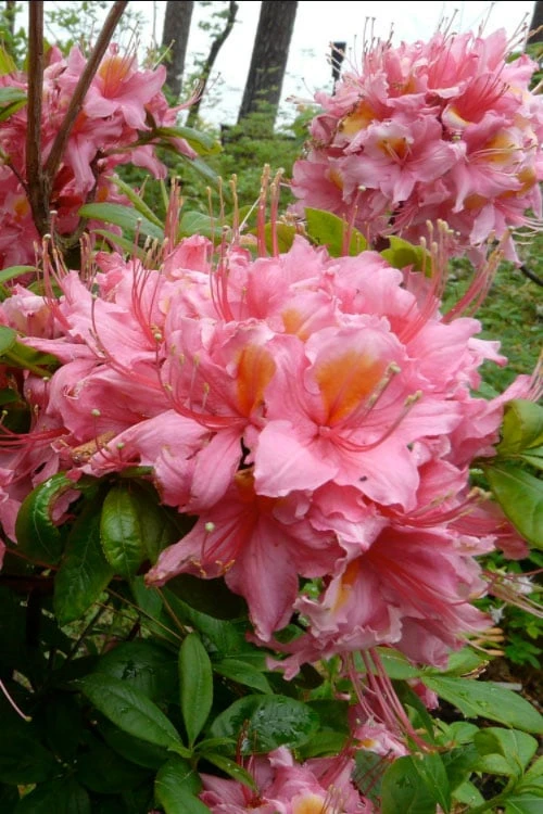 Samford Sorbet Native Azalea (Rhododendron) - 3 Gallon Pot 1 Samford Sorbet Native Azalea (Rhododendron) - 3 Gallon Pot