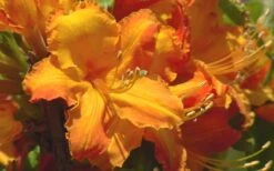 Solar Glow Sunbow Azalea - 2 Gallon Pot 7 Solar Glow Sunbow Azalea - 2 Gallon Pot -Garden Plants Native Azalea Solar Glow 2