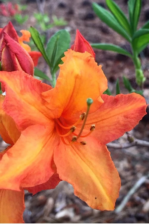 Solar Glow Sunbow Azalea - 2 Gallon Pot 1 Solar Glow Sunbow Azalea - 2 Gallon Pot