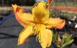 Spring Fanfare Aromi Azalea (Rhododendron Hybrid) - 1 Gallon Pot 7 Spring Fanfare Aromi Azalea (Rhododendron Hybrid) - 1 Gallon Pot -Garden Plants Native Azalea Spring Fanfare 3