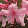 Spring Sensation Aromi Azalea (Rhododendron Hybrid) - 3 Gallon Pot
