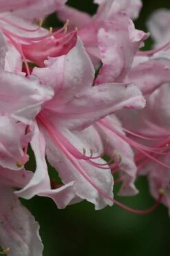Spring Sensation Aromi Azalea (Rhododendron Hybrid) - 3 Gallon Pot 7 Spring Sensation Aromi Azalea (Rhododendron Hybrid) - 3 Gallon Pot -Garden Plants Native Azalea Spring Sensation 2