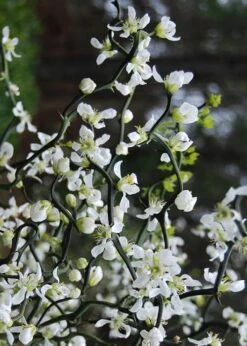 Flying Dragon Hardy Orange Tree - 7 Gallon Pot (5-6') (COPY) -Garden Plants Orange Flying Dragon 10 2