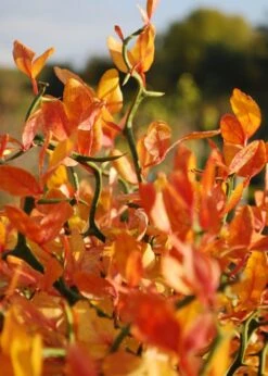 Flying Dragon Hardy Orange Tree - 7 Gallon Pot (5-6') (COPY) -Garden Plants Orange Flying Dragon 13 2