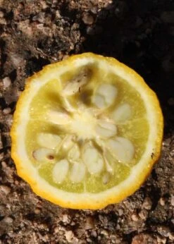 Flying Dragon Hardy Orange Tree - 3 Gallon Pot -Garden Plants Orange Flying Dragon 5