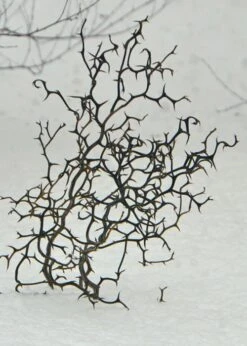 Flying Dragon Hardy Orange Tree - 3 Gallon Pot -Garden Plants Orange Flying Dragon 7