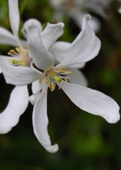 Flying Dragon Hardy Orange Tree - 7 Gallon Pot (5-6') (COPY) -Garden Plants Orange Flying Dragon 8 2