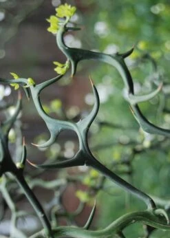 Flying Dragon Hardy Orange Tree - 3 Gallon Pot -Garden Plants Orange Flying Dragon 9