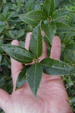 Wheeler's Cold Hardy Fragrant Tea Olive (Osmanthus) - 3 Gallon Pot -Garden Plants Osmanthus Carl Wheeler 6