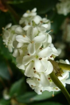 Wheeler's Cold Hardy Fragrant Tea Olive (Osmanthus) - 3 Gallon Pot -Garden Plants Osmanthus Carl Wheeler 9