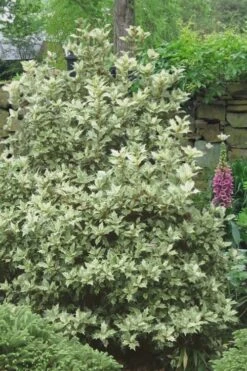 Goshiki Osmanthus (Variegated False Holly) - 7 Gallon Pot -Garden Plants Osmanthus Goshiki 20