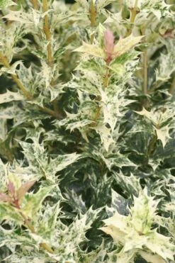 Goshiki Osmanthus (Variegated False Holly) - 2 Gallon Pot -Garden Plants Osmanthus Goshiki 21 3