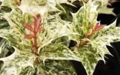 Goshiki Osmanthus (Variegated False Holly) - 1 Gallon Pot -Garden Plants Osmanthus Goshiki Foliage Closeup 2 2
