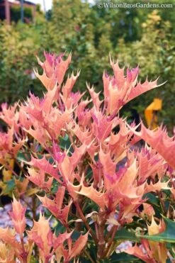 Party Lights Pink Flush Tea Olive - Osmanthus Heterophyllus - 3 Gallon Pot -Garden Plants Osmanthus Party Lights 11 1