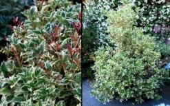 Fragrant Variegated Tea Olive - Osmanthus Heterophyllus 'Variegatus' - 3 Gallon Pot -Garden Plants Osmanthus Variegated False Holly 2