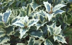 Fragrant Variegated Tea Olive - Osmanthus Heterophyllus 'Variegatus' - 3 Gallon Pot -Garden Plants Osmanthus Variegated False Holly Leaves