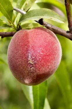 Bonanza Dwarf Patio Peach Tree - 2 Gallon Pot -Garden Plants Peach Bonanza 1