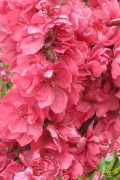 Bonanza Dwarf Patio Peach Tree - 2 Gallon Pot -Garden Plants Peach Bonanza 3