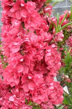 Bonanza Dwarf Patio Peach Tree - 2 Gallon Pot -Garden Plants Peach Bonanza 4