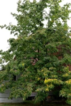 American Persimmon Tree - Diospyros Virginiana - 2 Gallon Pot 12 American Persimmon Tree - Diospyros Virginiana - 2 Gallon Pot -Garden Plants Persimmon American 2 2