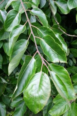 American Persimmon Tree (Diospyros Virginiana) - 3 Pack Of 1.5 Quart Pots -Garden Plants Persimmon American 3 1