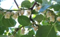 American Persimmon Tree - Diospyros Virginiana - 2 Gallon Pot 13 American Persimmon Tree - Diospyros Virginiana - 2 Gallon Pot -Garden Plants Persimmon American 5 2