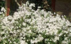Mrs. G.G. Gerbing White Southern Indica Azalea - 3 Gallon Pot -Garden Plants Picture Azlea GG Gerbing 1