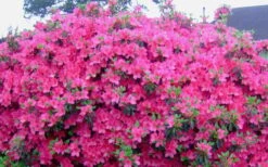 Judge Solomon Southern Indica Azalea - 1 Gallon Pot 7 Judge Solomon Southern Indica Azalea - 1 Gallon Pot -Garden Plants Picture Azlea Judge Solomon Flowers