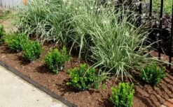 Baby Gem Boxwood - 2 Gallon Pot -Garden Plants Picture Boxwood Baby Gem Edger 1