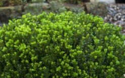 Baby Gem Boxwood - 7 Gallon Pot -Garden Plants Picture Boxwood Baby Gem Leaves 3