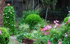 Baby Gem Boxwood - 2 Gallon Pot -Garden Plants Picture Boxwood Baby Gem Specimen 1