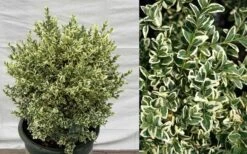 Dwarf Variegated Boxwood - 1 Gallon Pot -Garden Plants Picture Boxwood Dwarf Variegated 2