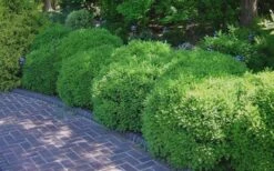 Franklins Gem Dwarf Boxwood - 6 Pack Of 1 Gallon Pots -Garden Plants Picture Boxwood Franklins Gem 2 2