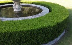 Little Missy Dwarf Boxwood - 1 Gallon Pot -Garden Plants Picture Boxwood Franklins Gem Hedge