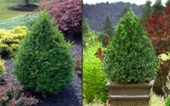 Green Mountain Boxwood - 5 Gallon Pot 13 Green Mountain Boxwood - 5 Gallon Pot -Garden Plants Picture Boxwood Green Mountain 2