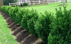 Green Mountain Boxwood - 6 Pack Of 2.5 Quart Pots -Garden Plants Picture Boxwood Green Mountain Hedge 1