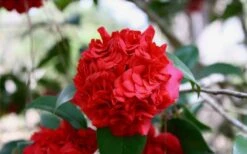 Professor Sargent Camellia Japonica - 3 Gallon Pot -Garden Plants Picture Camellia Professor Sargent Closeup