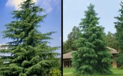 Deodar Cedar - 5 Gallon Pot (3-4') 14 Deodar Cedar - 5 Gallon Pot (3-4') -Garden Plants Picture Cedar Deodara 1 2