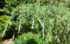 Deodar Cedar - 3 Gallon Pot 13 Deodar Cedar - 3 Gallon Pot -Garden Plants Picture Cedar Deodara 2 1