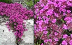 Red Creeping Thyme (Thymus Praecox 'Coccineus') - 8 Pack Of Quart Pots -Garden Plants Picture Creeping Thyme Red 4
