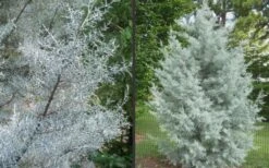 Silver Smoke Arizona Cypress - 3 Gallon Pot -Garden Plants Picture Cypress Silver Smoke 2