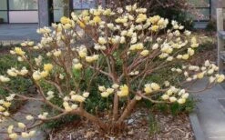 Edgeworthia Chrysantha - Paper Bush - 3 Gallon 23 Edgeworthia Chrysantha - Paper Bush - 3 Gallon -Garden Plants Picture Edgeworthia Paper Bush 3