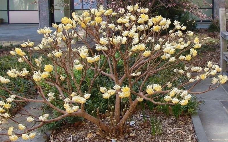 Edgeworthia Chrysantha - Paper Bush - 3 Gallon 11 Edgeworthia Chrysantha - Paper Bush - 3 Gallon - Image 11